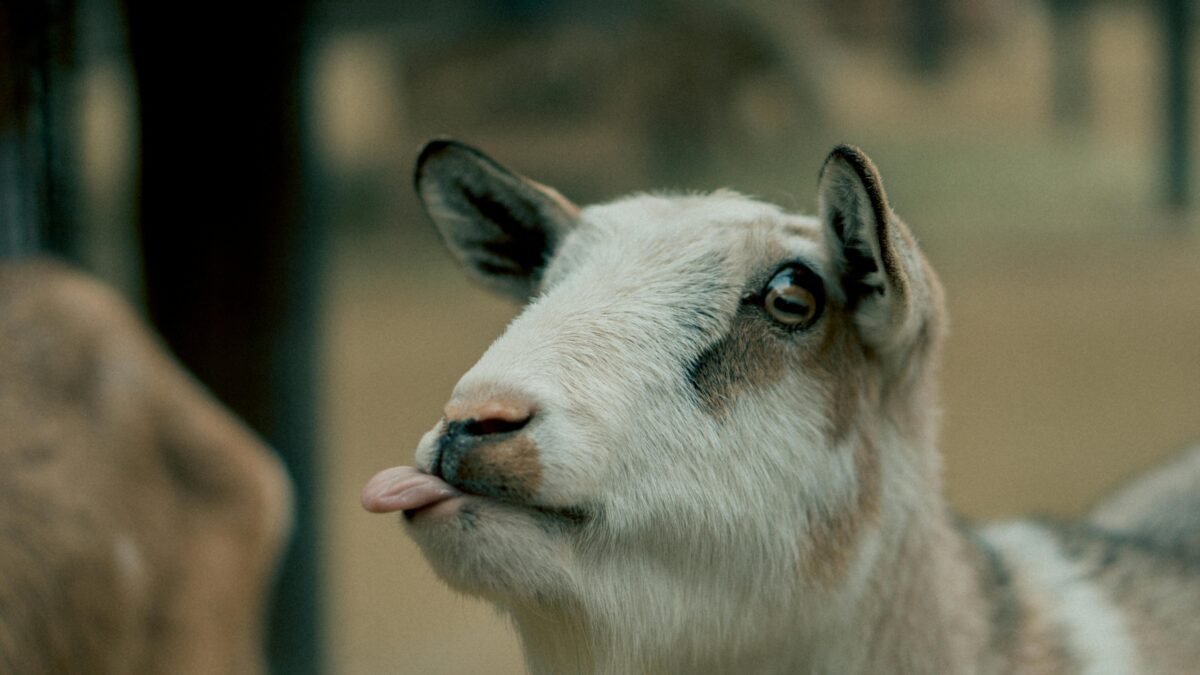A silly goat with its tongue out